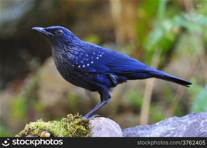Blue bird, Blue Whistling-Thrush (Mophonus caeruleus), standing on the rock