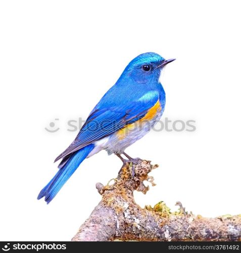 Blue bird, male Himalayan Bluetail (Tarsiger rufilatus) on a branch, isolated on a white background