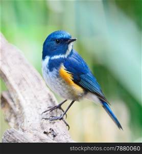 Blue bird, male Himalayan Bluetail (Tarsiger rufilatus), standing on the log, breast and side profile