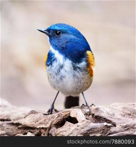 Blue bird, male Himalayan Bluetail (Tarsiger rufilatus), standing on the log, breast profile