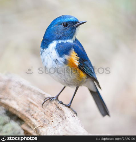 Blue bird, male Himalayan Bluetail (Tarsiger rufilatus), standing on the log, breast profile