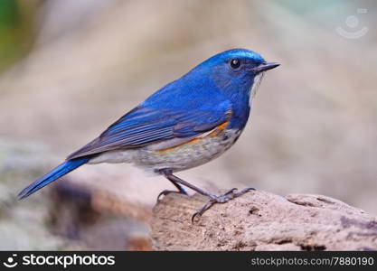 Blue bird, male Himalayan Bluetail (Tarsiger rufilatus), standing on the log, side profile