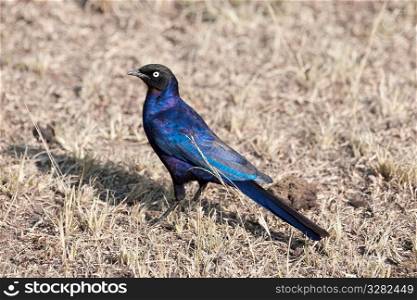 Blue bird wildlife in Kenya