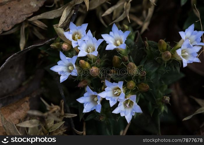 blue blooming gentian in Alpes