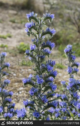 Blue blooming Viper&rsquo;s Bugloss in the sand dunes