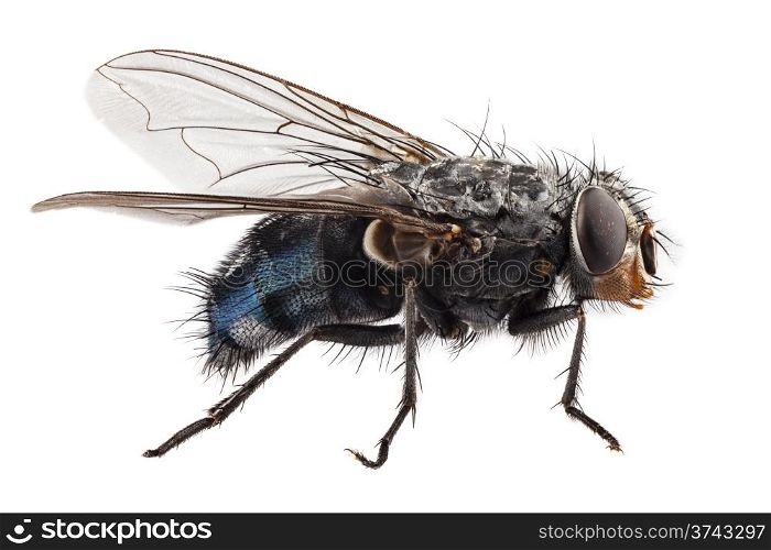 blue bottle fly species calliphora vomitoria isolated on white background. blue bottle fly species calliphora vomitoria