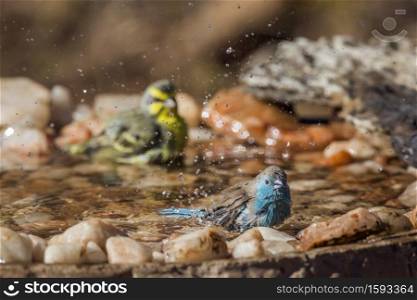 Blue-breasted Cordonbleu and Yellow fronted Canary bathing in waterhole in Kruger National park, South Africa ; Specie Uraeginthus angolensis family of Estrildidae. Blue breasted Cordonbleu and Yellow fronted Canary in Kruger National park, South Africa