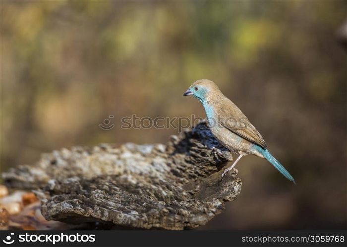 Blue-breasted Cordonbleu isolated in blur natural background in Kruger National park, South Africa ; Specie Uraeginthus angolensis family of Estrildidae. Blue-breasted Cordonbleu in Kruger National park, South Africa