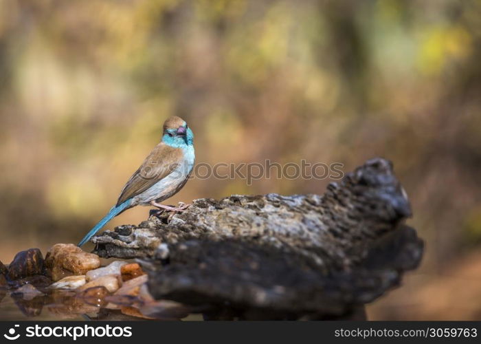 Blue-breasted Cordonbleu isolated in natural background in Kruger National park, South Africa ; Specie Uraeginthus angolensis family of Estrildidae. Blue-breasted Cordonbleu in Kruger National park, South Africa