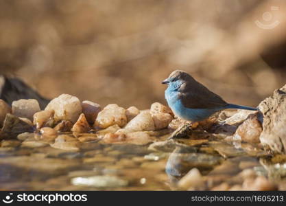 Blue-breasted Cordonbleu standing at waterhole in Kruger National park, South Africa   Specie Uraeginthus angolensis family of Estrildidae. Blue breasted Cordonbleu in Kruger National park, South Africa