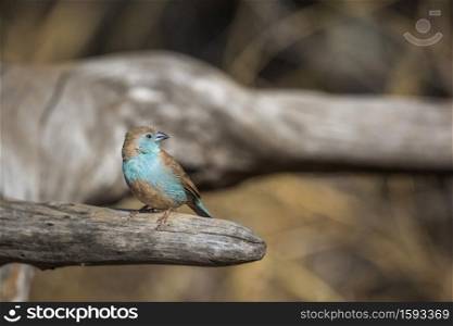 Blue-breasted Cordonbleu standing on a log in Kruger National park, South Africa ; Specie Uraeginthus angolensis family of Estrildidae. Blue breasted Cordonbleu in Kruger National park, South Africa