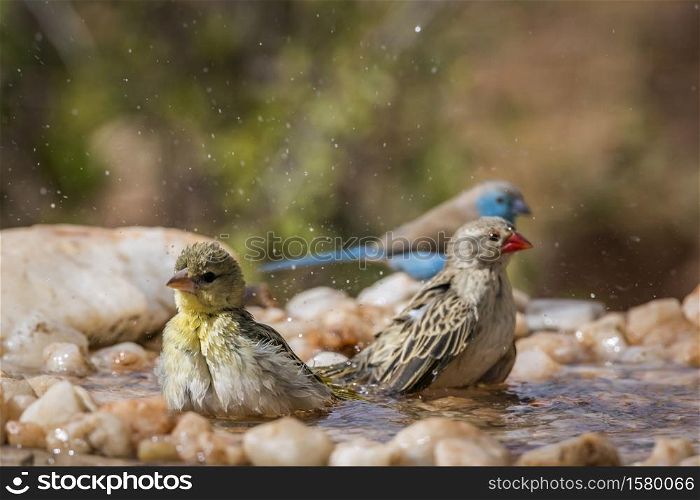 Blue breasted Cordonbleu,Village weaver and Red-billed Quelea bathing in waterhole in Kruger national park, South Africa. Passerine birds in Kruger National park, South Africa