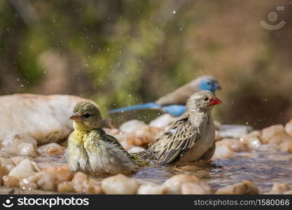 Blue breasted Cordonbleu,Village weaver and Red-billed Quelea bathing in waterhole in Kruger national park, South Africa. Passerine birds in Kruger National park, South Africa