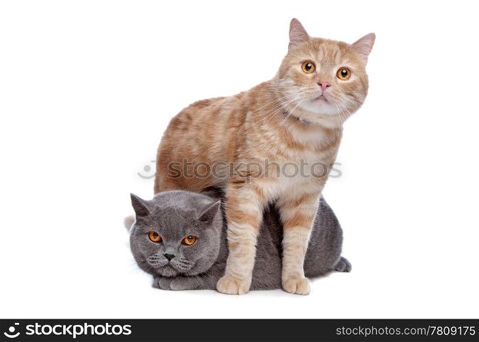 blue British Shorthair and a red maine coon cat. blue British Shorthair and a red maine coon cat in front of a white background