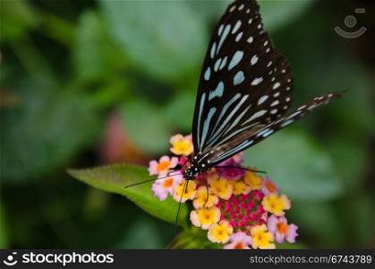 Blue butterfly, Ideopsis sp. from Japan. Blue butterfly, Ideopsis sp. from Japan sitting and feeding nectar on a flower