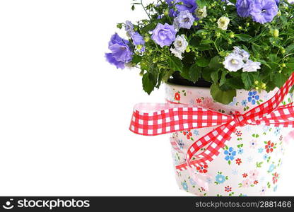 blue campanula flowers in flower pot