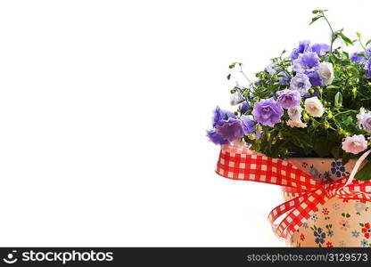 blue campanula flowers in flower pot