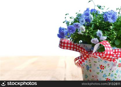 blue campanula flowers in flower pot