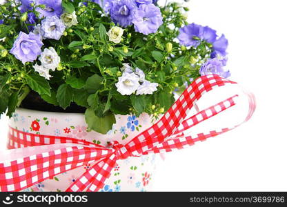 blue campanula flowers in flower pot