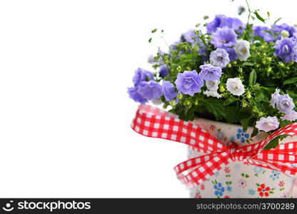 blue campanula flowers in flower pot