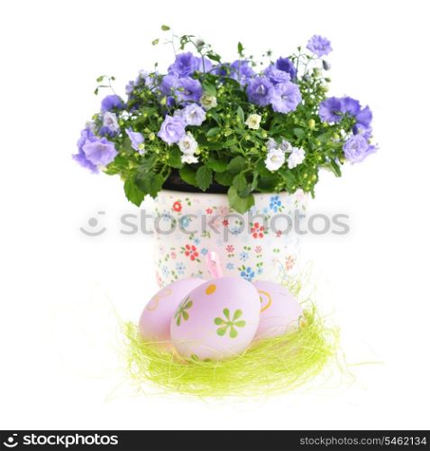 blue campanula flowers in flower pot and easter eggs
