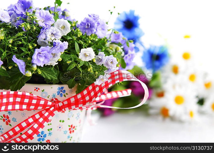 blue campanula flowers in flower pot and other flowers