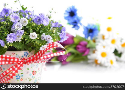 blue campanula flowers in flower pot and other flowers