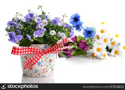 blue campanula flowers in flower pot and other flowers