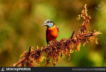 Blue capped rock thrush, male, Monticola cinclorhynchus, Ganeshgudi, Karnataka, India.. Blue capped rock thrush, male, Monticola cinclorhynchus, Ganeshgudi, Karnataka, India