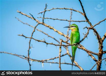 Blue-cheeked bee-eater on a branch in the Chobe National Park, Botswana.