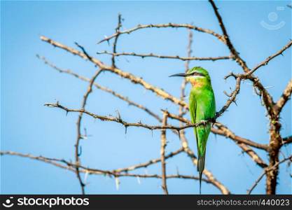Blue-cheeked bee-eater on a branch in the Chobe National Park, Botswana.