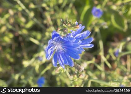 Blue chicory flower in the morning sun