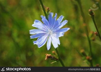 Blue Chicory Flowers, chicory wild flowers on the field. Blue flower on natural background. Flower of wild chicory endive . Cichorium intybus .. Blue Chicory Flowers, chicory wild flowers on the field. Blue flower on natural background. Flower of wild chicory endive . Cichorium intybus