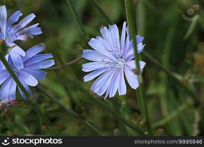 Blue Chicory Flowers, chicory wild flowers on the field. Blue flower on natural background. Flower of wild chicory endive . Cichorium intybus .. Blue Chicory Flowers, chicory wild flowers on the field. Blue flower on natural background. Flower of wild chicory endive . Cichorium intybus