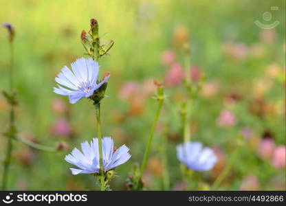 Blue chicory herb in the summer field