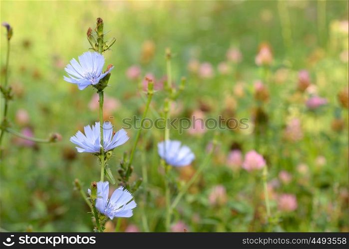 Blue chicory herb in the summer field