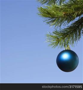Blue Christmas ornament hanging on pine tree branch on blue background.