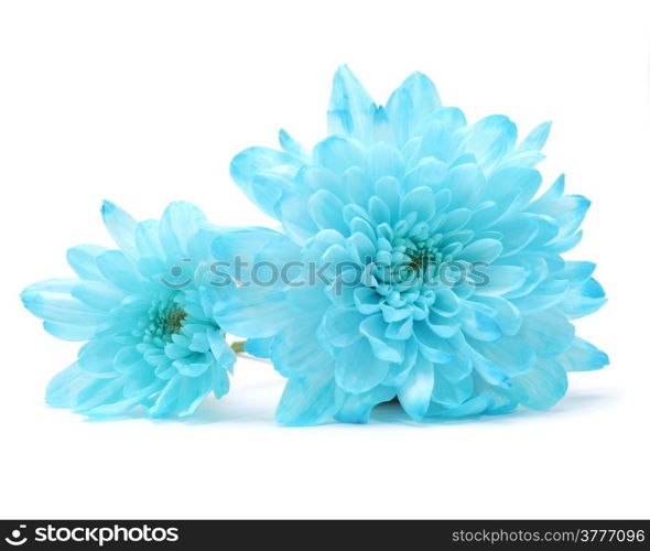 blue chrysanthemum flower on white