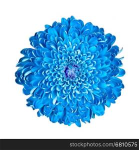 Blue chrysanthemum, isolated on a white background