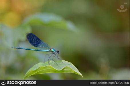 blue Coenagrionidae dragonfly in forest