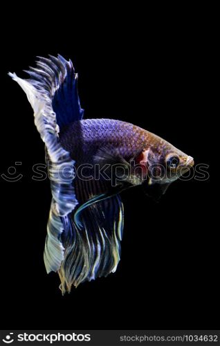 Blue color Siamese fighting fish(Rosetail-halfmoon),fighting fish
