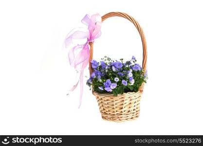 blue colored campanula bellflowers in wicker basket