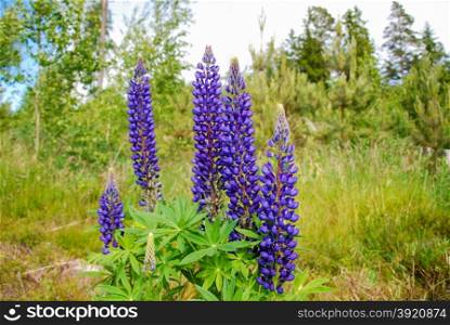 Blue colorful lupines wildflowers in green surroundings