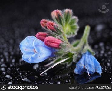 Blue comfrey flowers on a dark background