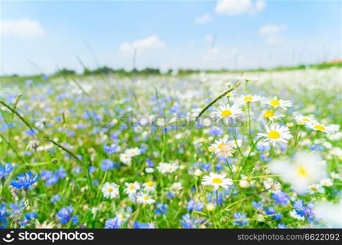 Blue corflower and camomile flowers meadow field with fresh green grass. Blue cornflower flowers