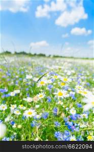Blue corflower and camomile flowers meadow field with fresh green grass. Blue cornflower flowers