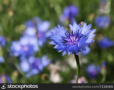 Blue cornflower Centaurea cyanus blossoming on a meadow