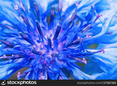 Blue cornflower close up as abstract background