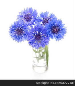 Blue cornflower. Flower bouquet isolated on white.