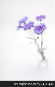 Blue cornflower. Soft focus. Made with lens-baby and macro-lens.